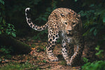 Afbeelding in Gallery-weergave laden, Leopard`s Territory
