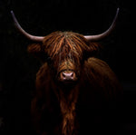 Load image into Gallery viewer, Scottish Highlander
