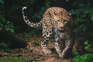Le territoire du léopard