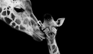 The Love Of Giraffes
