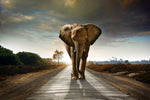 Charger l&#39;image dans la galerie, Marcher avec les éléphants

