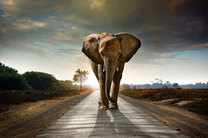 Marcher avec les éléphants